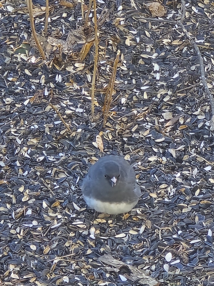 Junco Ojioscuro - ML617518943