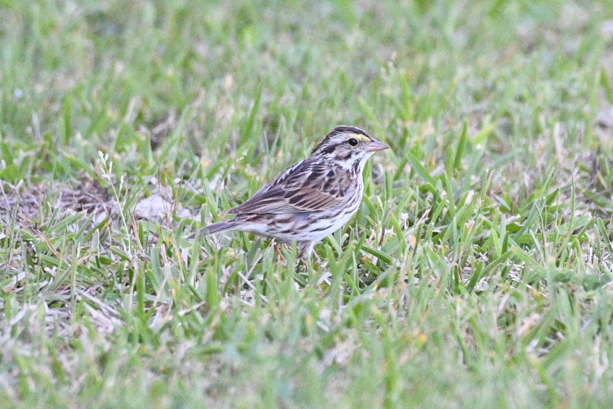 Savannah Sparrow - ML617518954