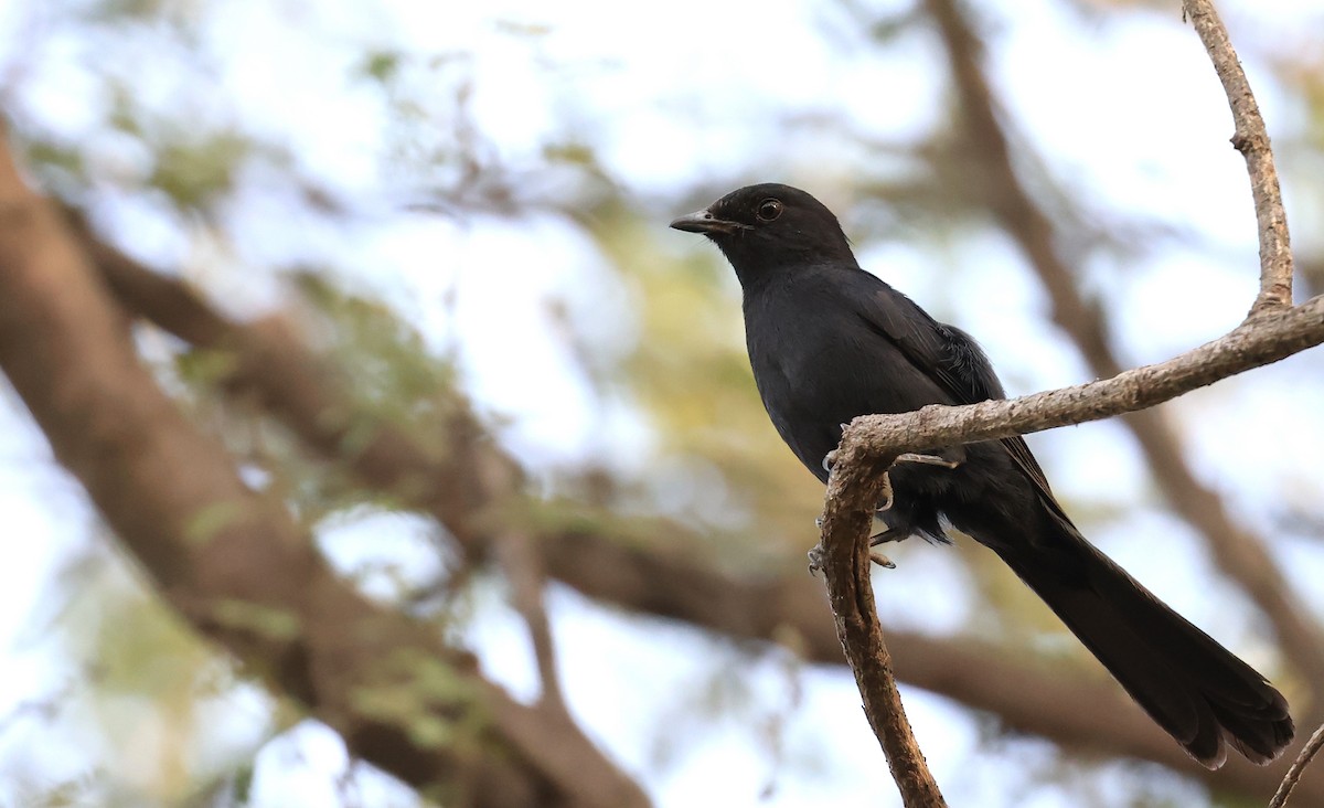 Northern Black-Flycatcher - ML617519000