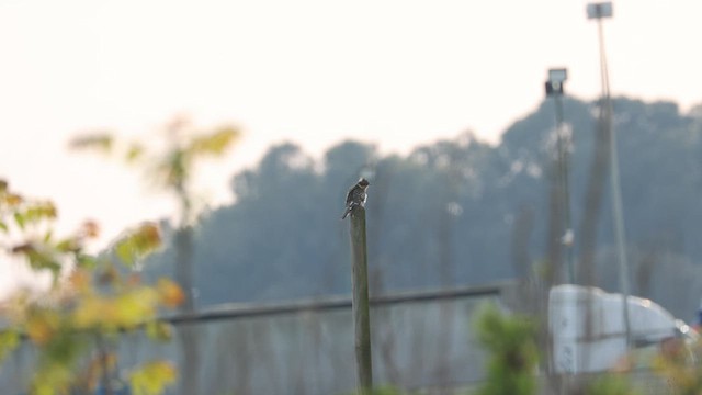 Great Spotted Cuckoo - ML617519074