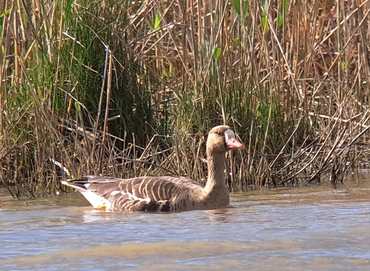 Greater White-fronted Goose - ML617519097