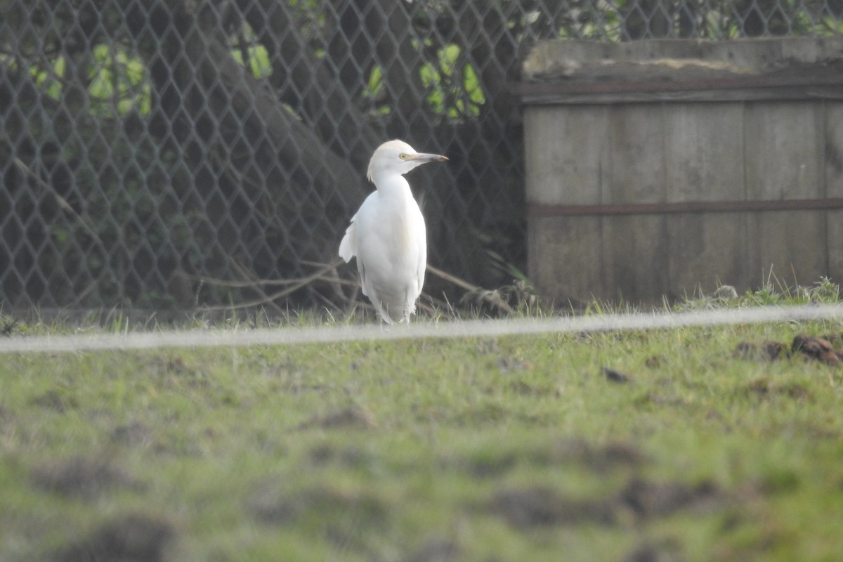 Western Cattle Egret - Peter Hines