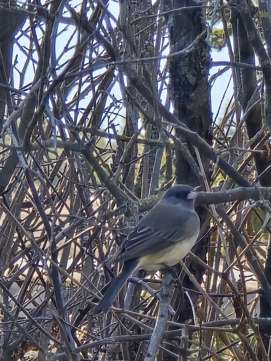 Junco Ojioscuro - ML617519104