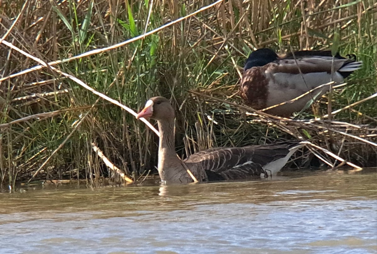 Greater White-fronted Goose - ML617519115