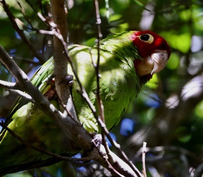 Red-masked Parakeet - ML617519133