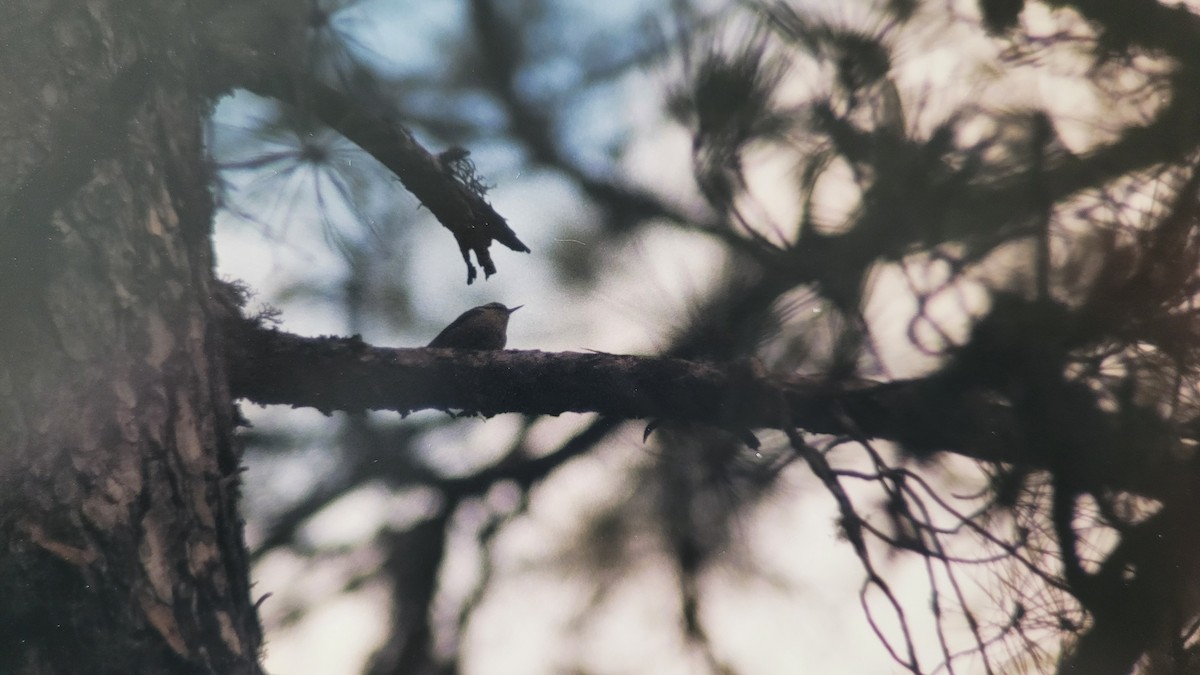 Corsican Nuthatch - Laurent Chevallier