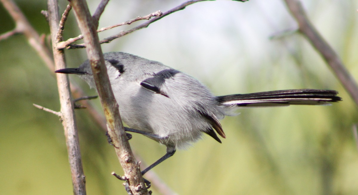 Cuban Gnatcatcher - Serguei Alexander López Perez