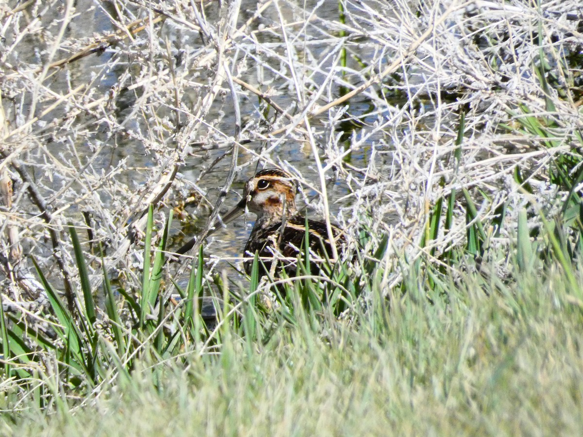 Wilson's Snipe - ML617519283