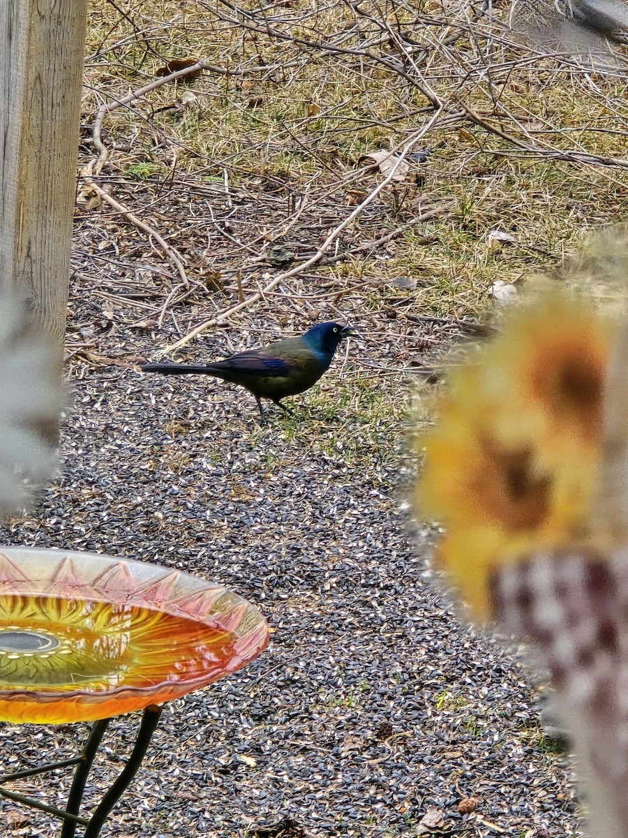 Common Grackle - Susan Anderson