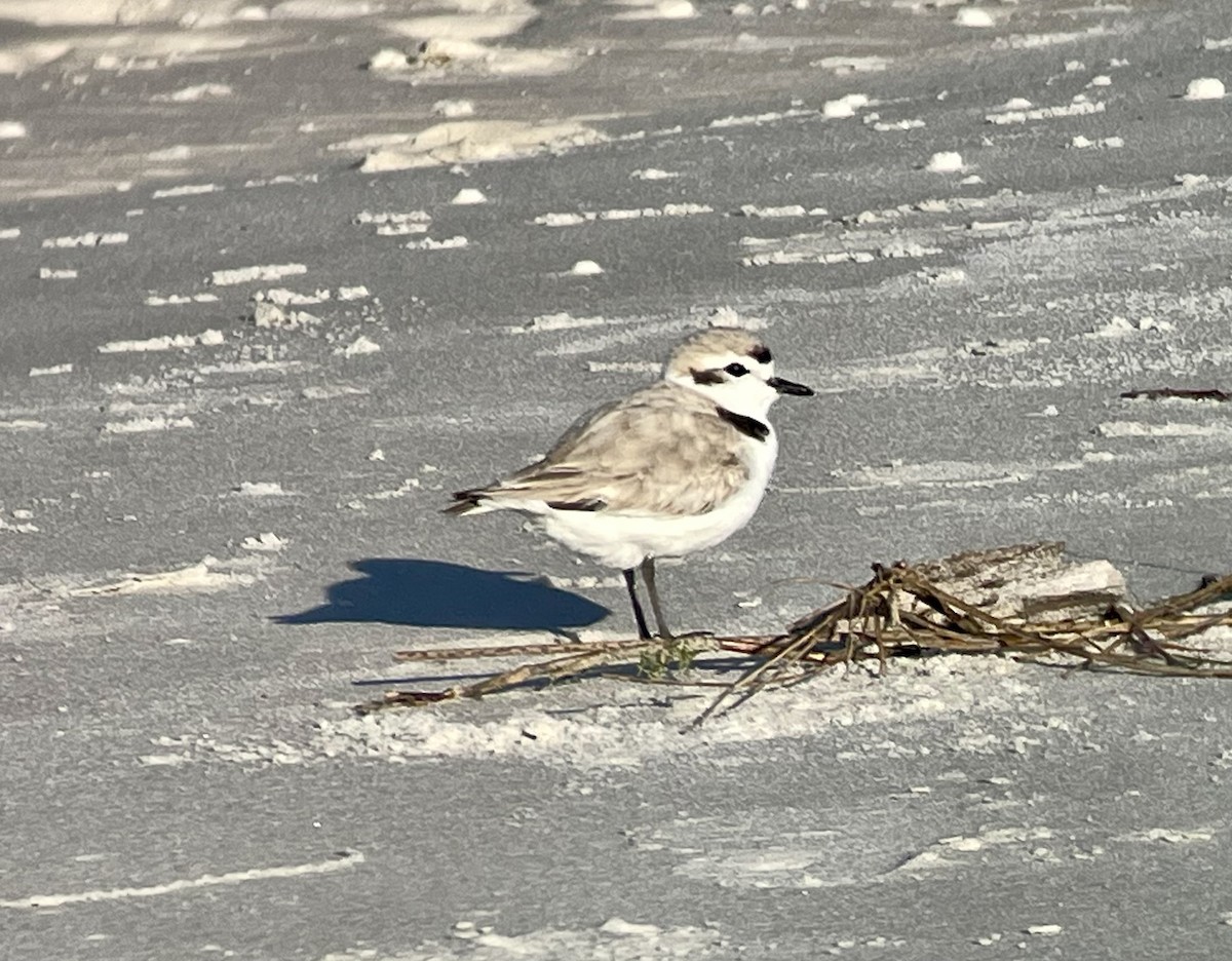 Snowy Plover - ML617519321