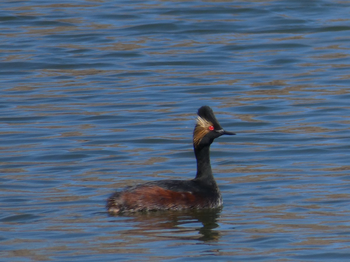 Eared Grebe - ML617519362