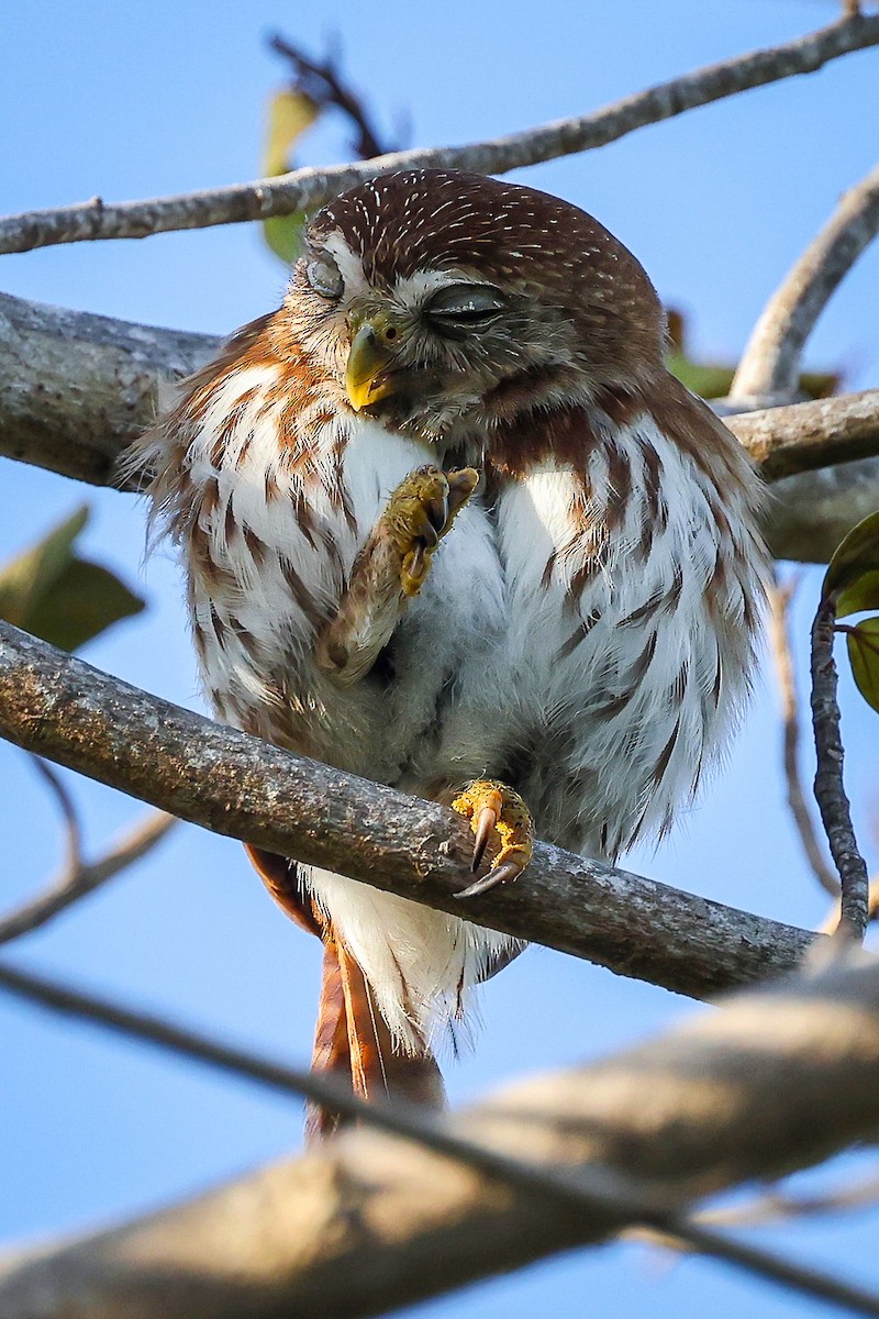 Ferruginous Pygmy-Owl - Joe Luedtke