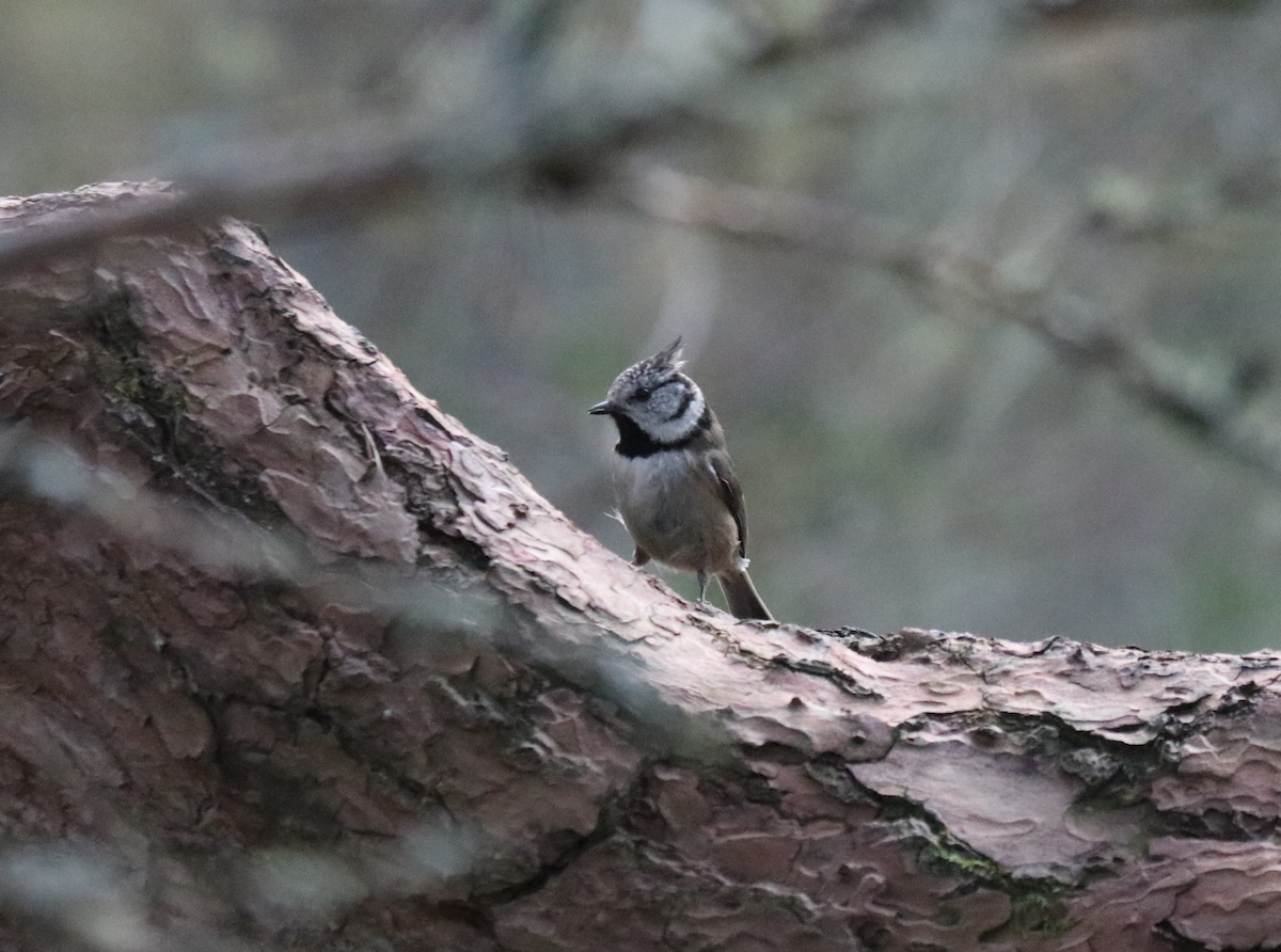 Crested Tit - ML617519405