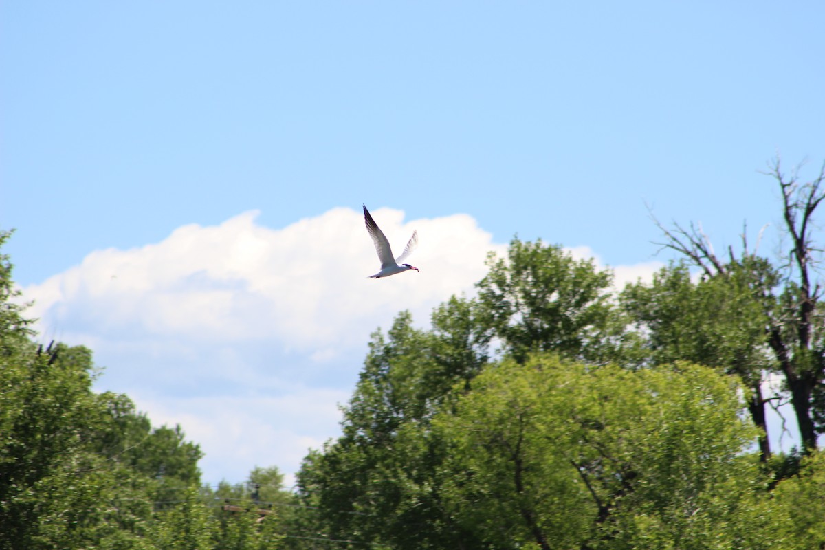 Caspian Tern - ML61751941