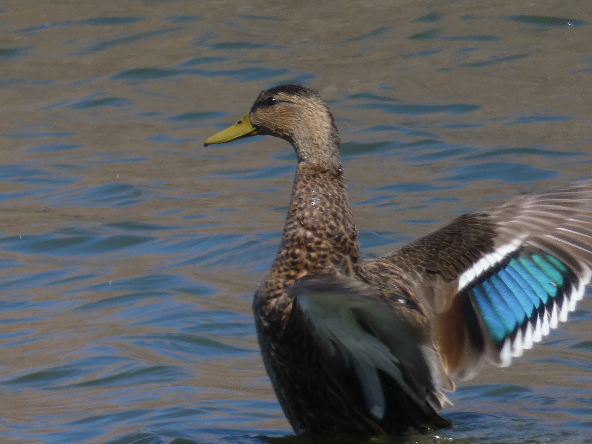 Canard colvert ou C. du Mexique - ML617519447