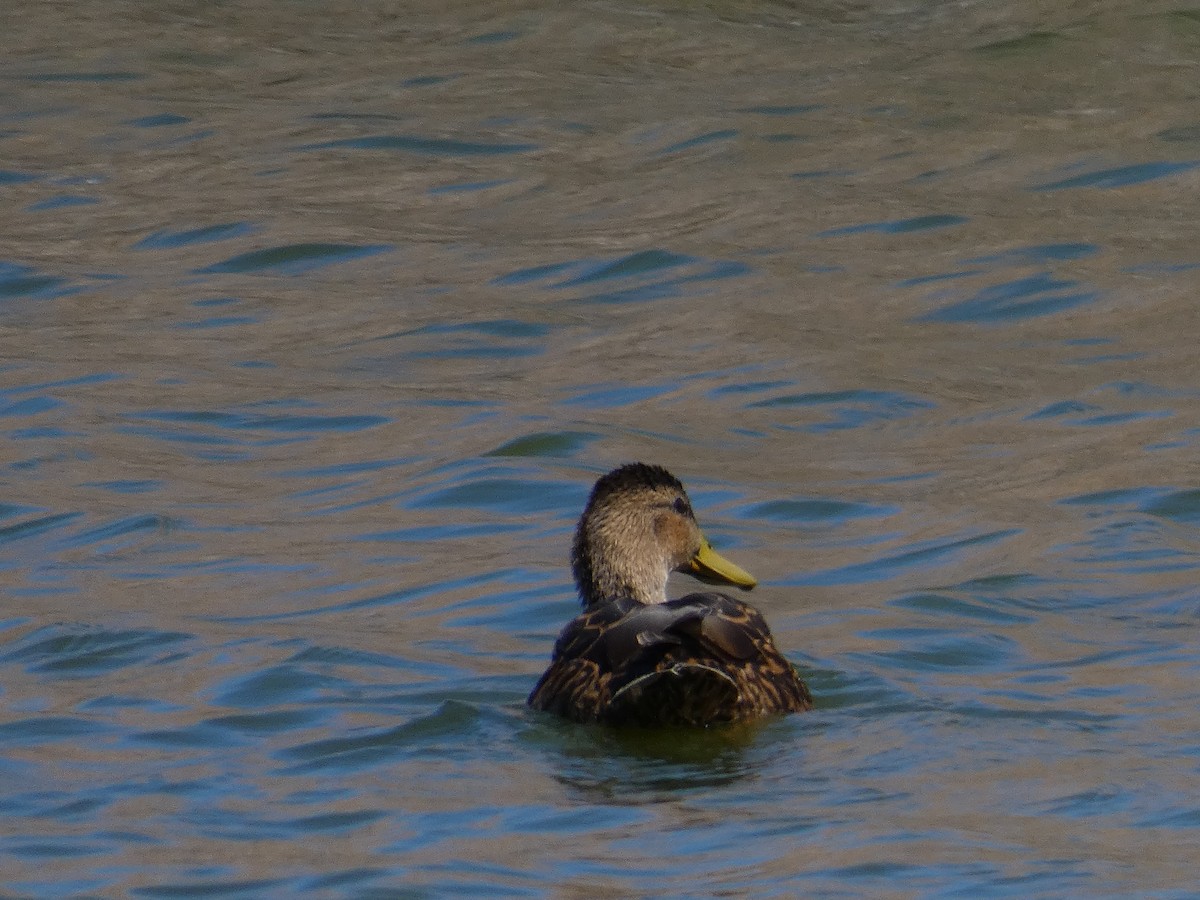 Mallard/Mexican Duck - ML617519448