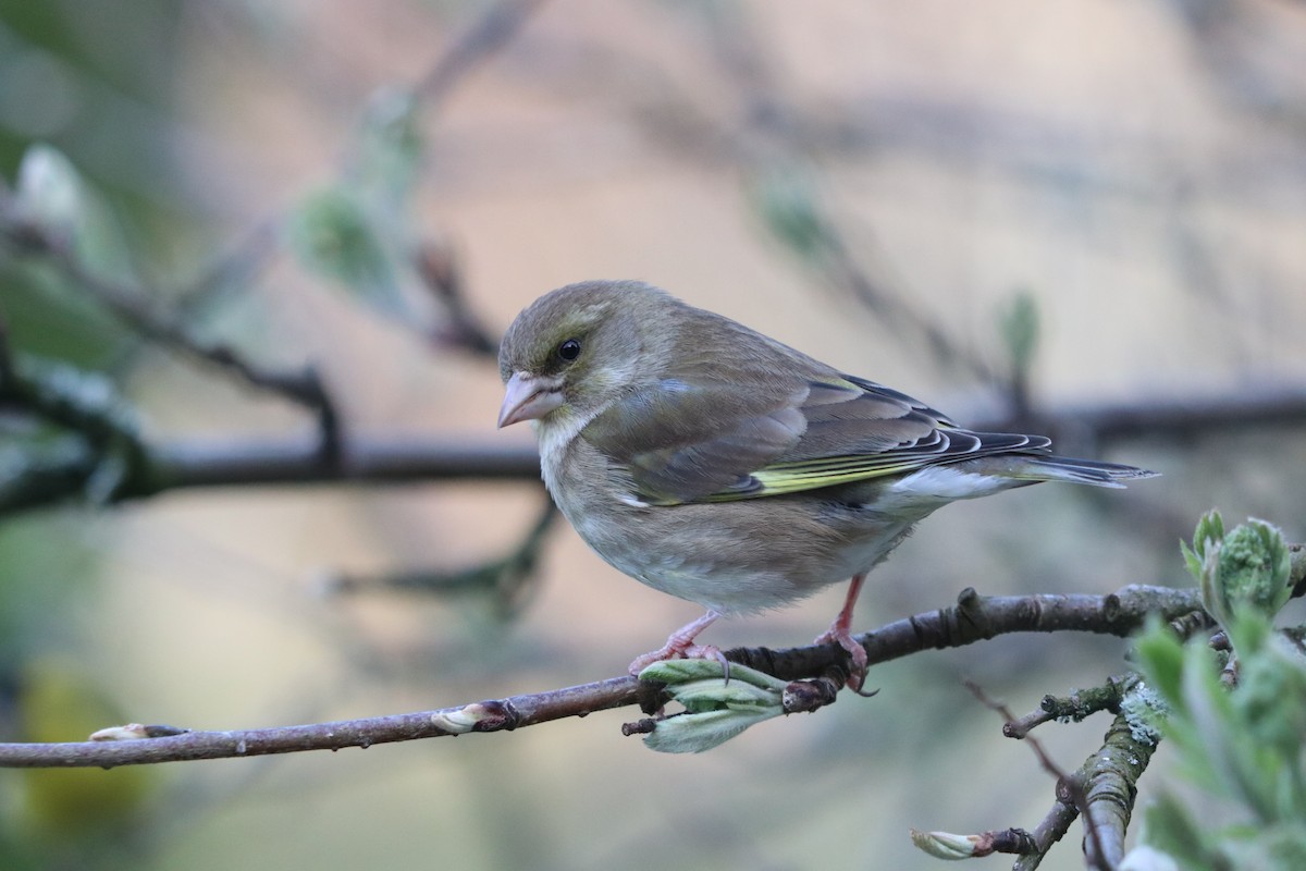 European Greenfinch - ML617519530