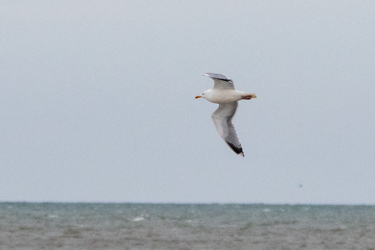 Herring Gull - ML617519531