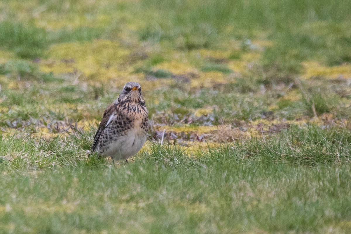 Fieldfare - ML617519571