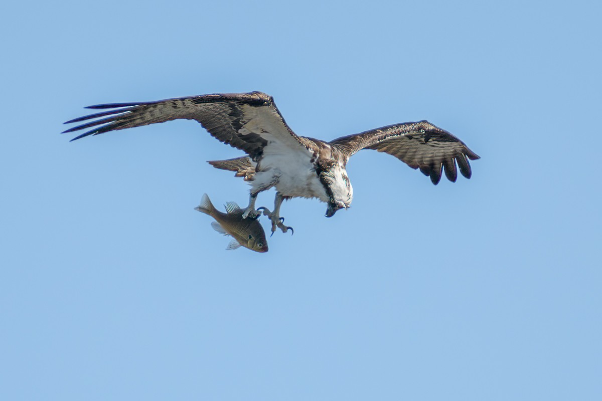 Águila Pescadora - ML617519572