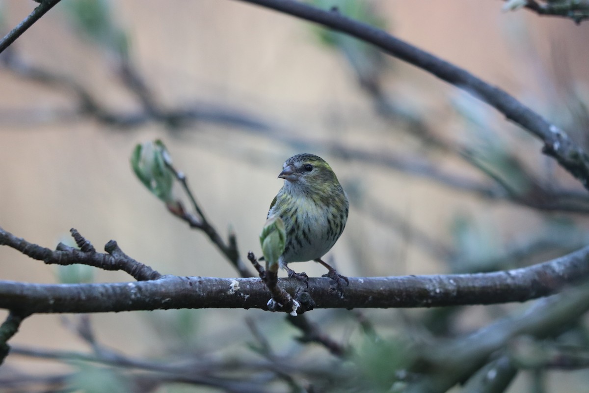 Eurasian Siskin - ML617519574