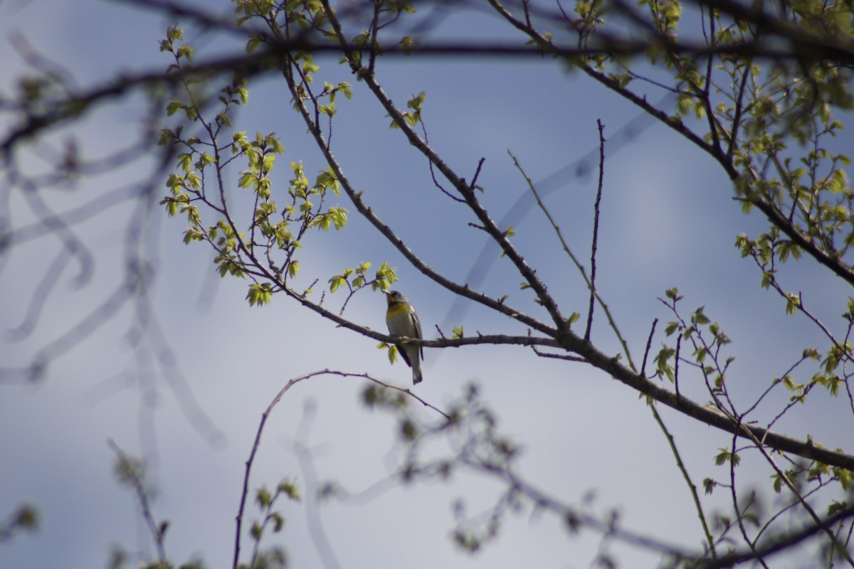 Northern Parula - ML617519583