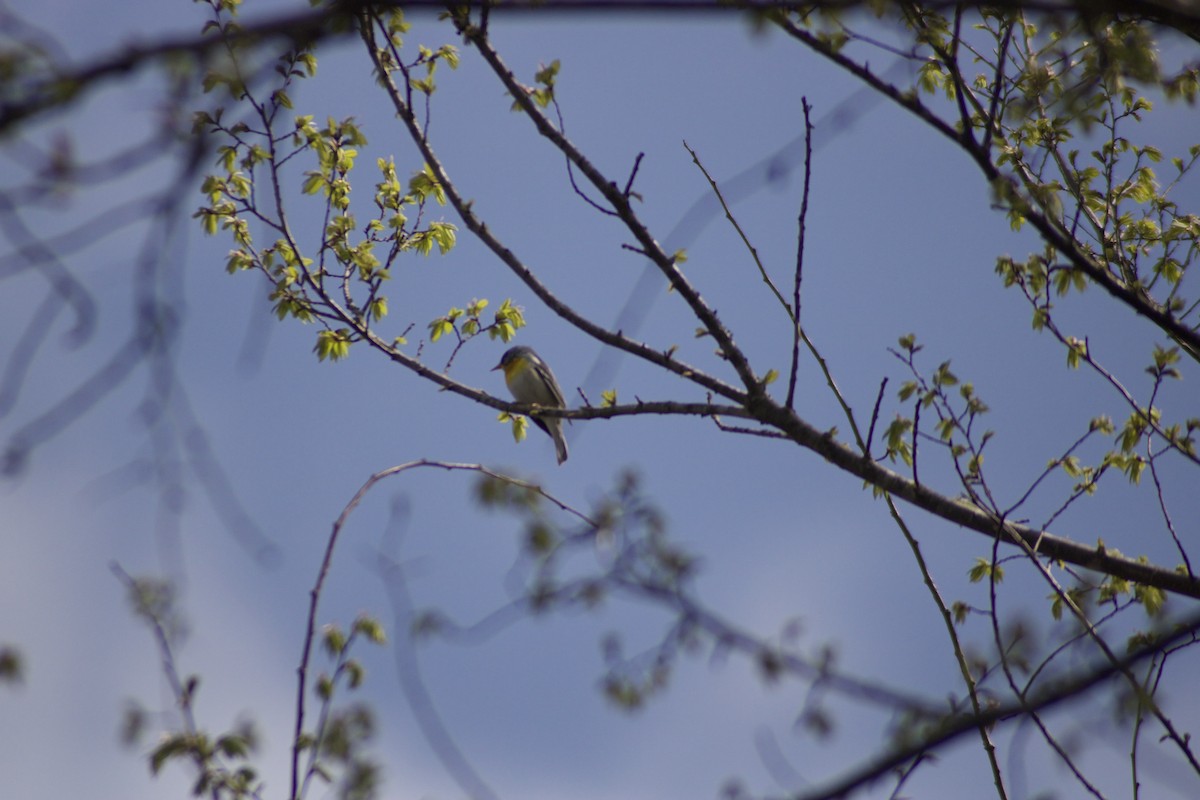 Northern Parula - ML617519584