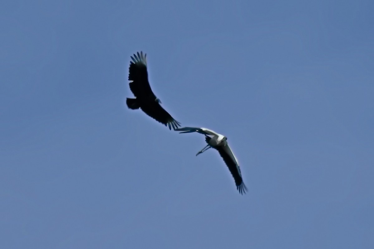 Black Vulture - James Cosgrove