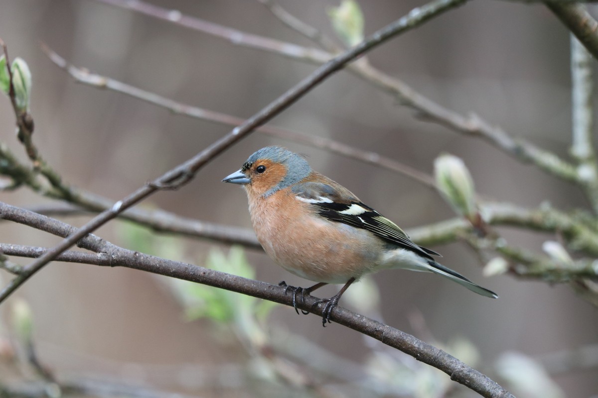 Common Chaffinch - ML617519597