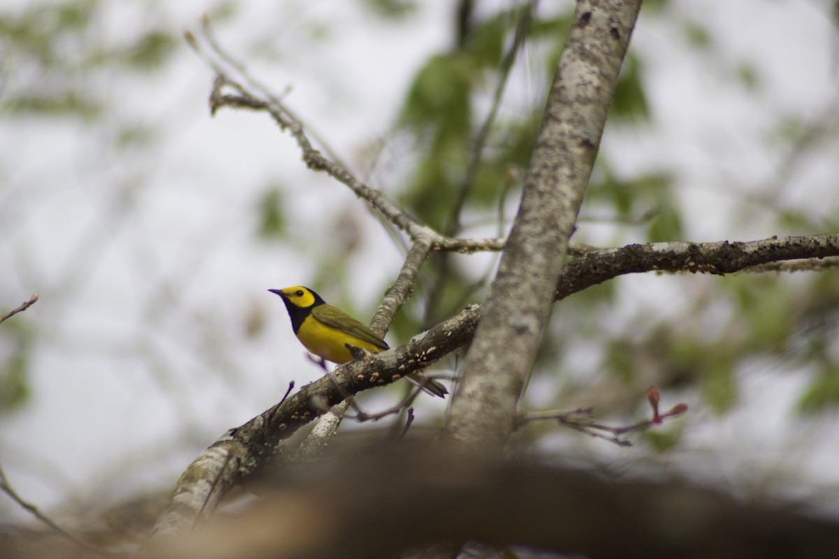 Hooded Warbler - ML617519601