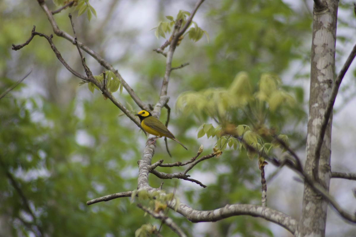 Hooded Warbler - ML617519604