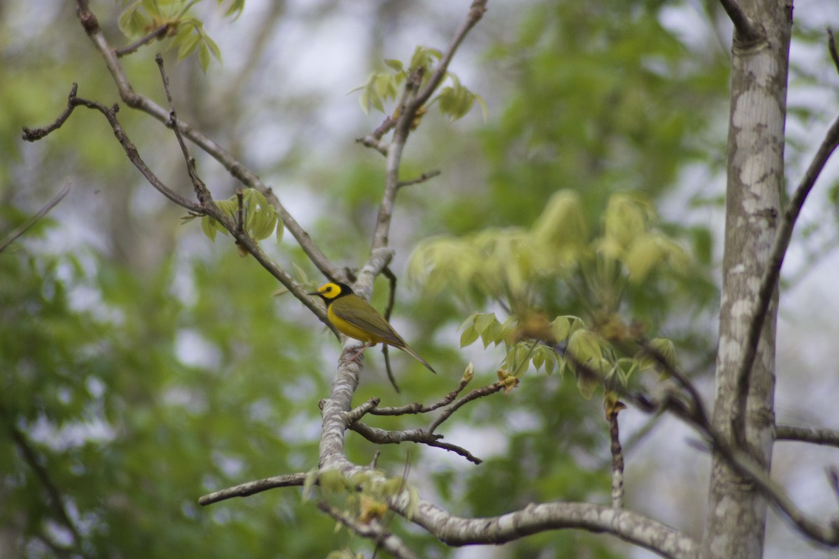 Hooded Warbler - ML617519605