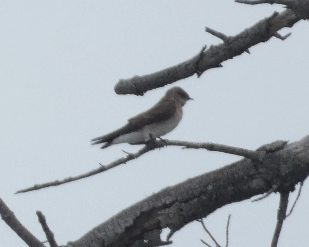 Northern Rough-winged Swallow - ML617519606