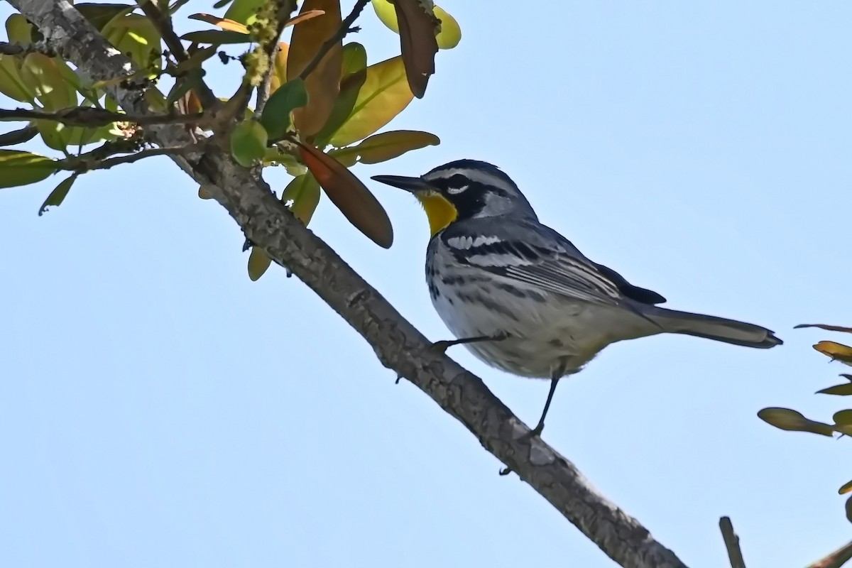 Yellow-throated Warbler - James Cosgrove