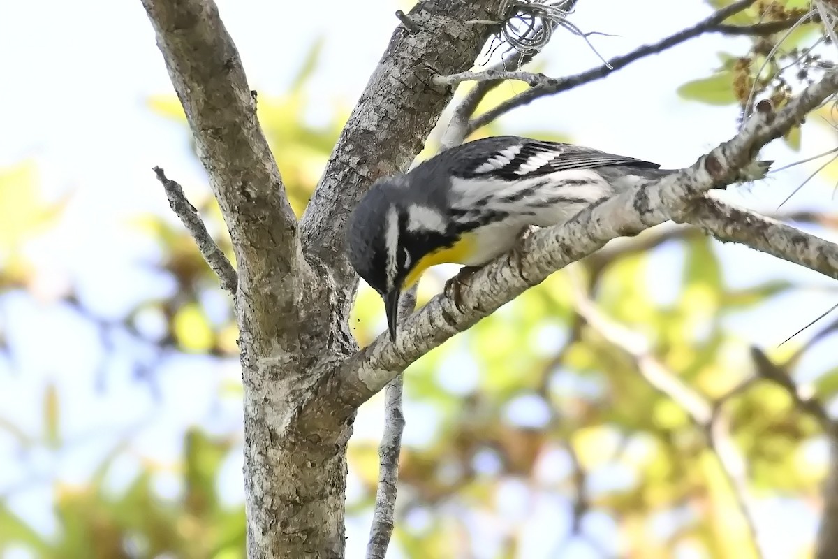 Yellow-throated Warbler - James Cosgrove