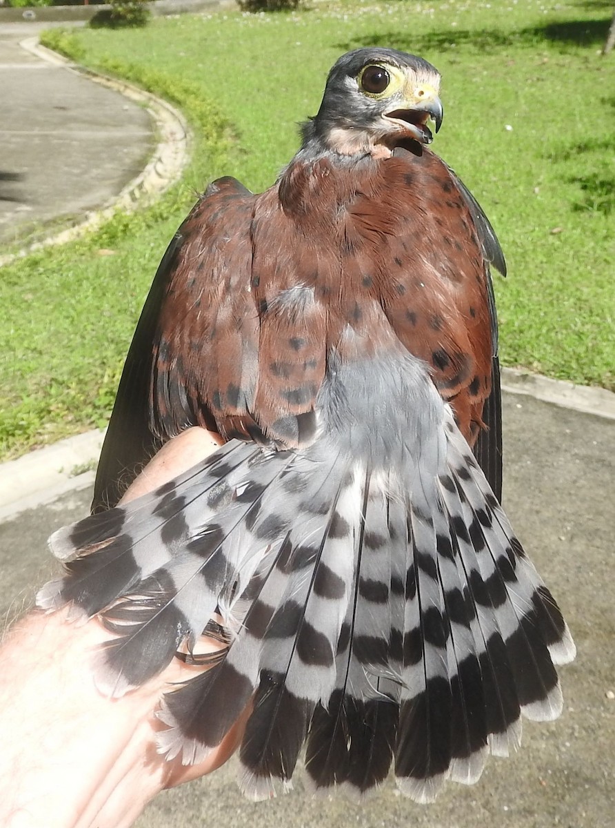 Seychelles Kestrel - Dieter Oschadleus