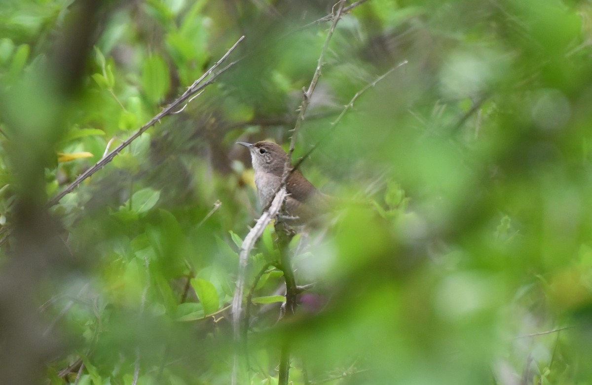 Northern House Wren - ML617519670