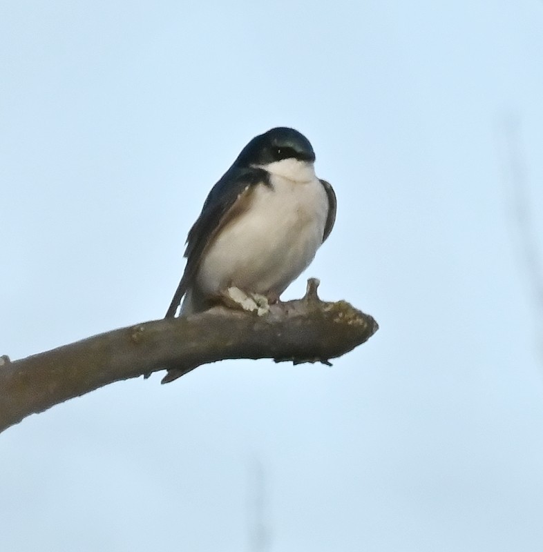 Tree Swallow - Regis Fortin