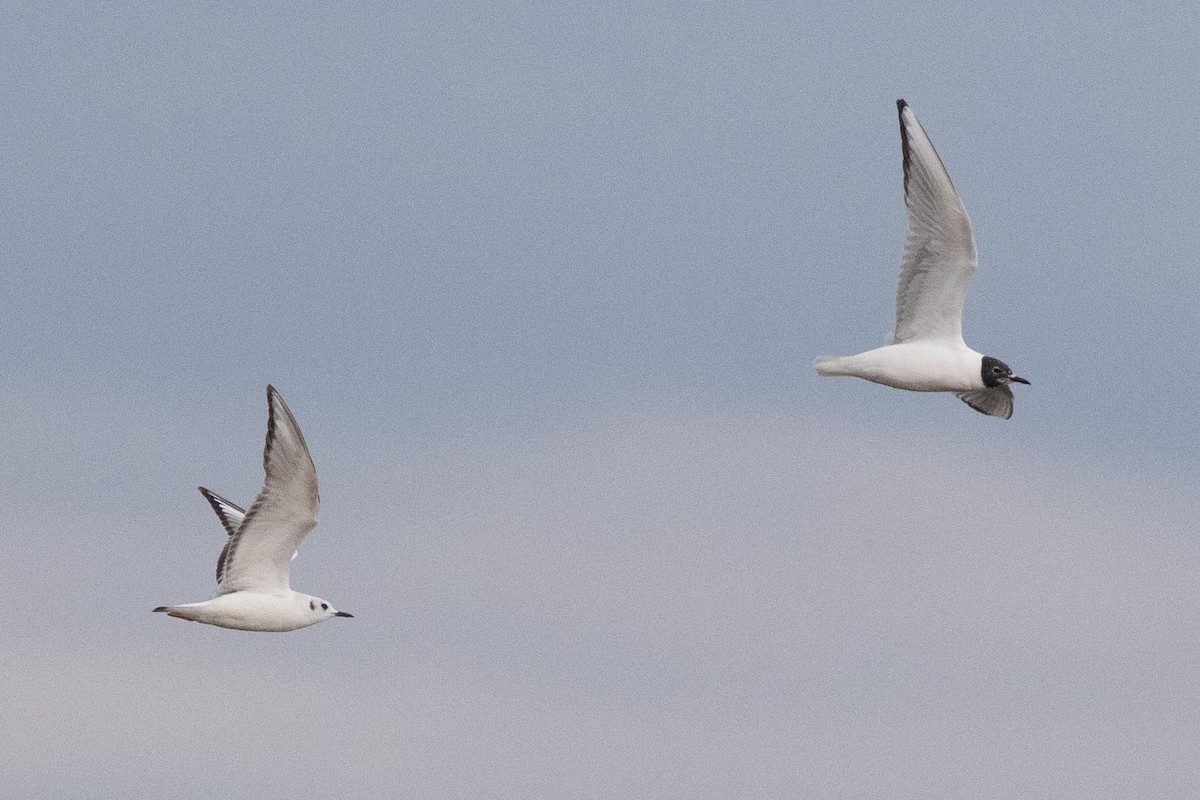 Bonaparte's Gull - David Brown