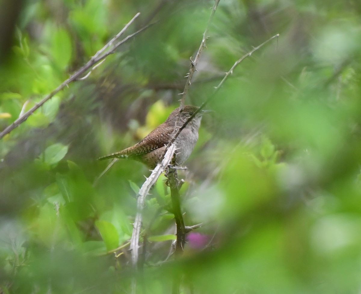 Northern House Wren - ML617519707