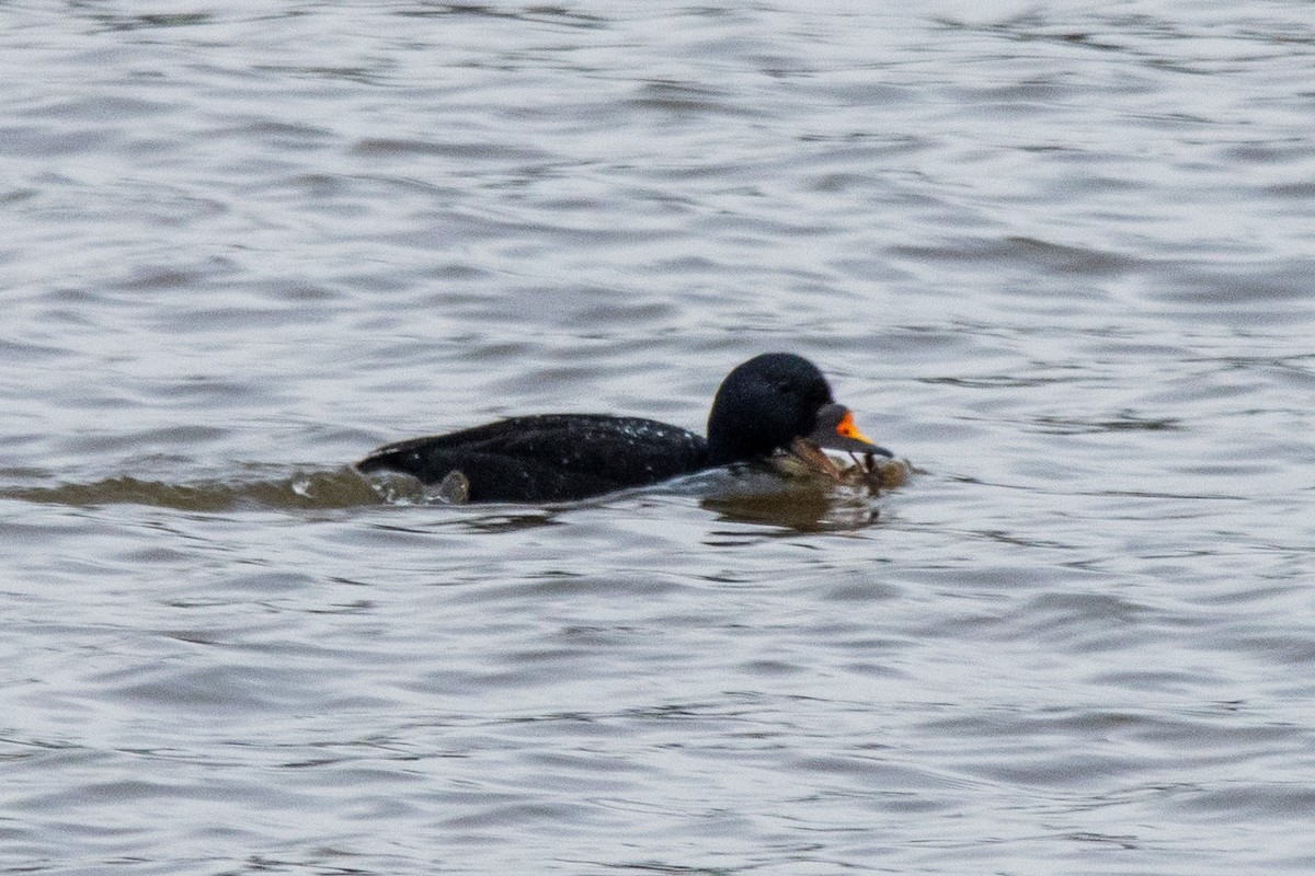 Common Scoter - ML617519715