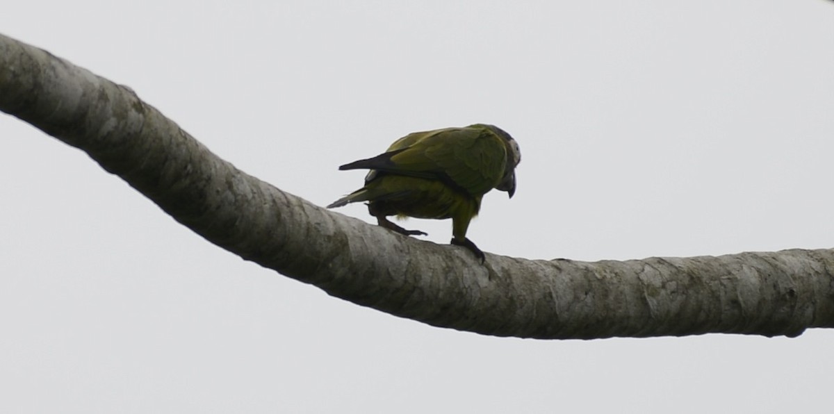 aratinga tmavohlavý - ML617519729