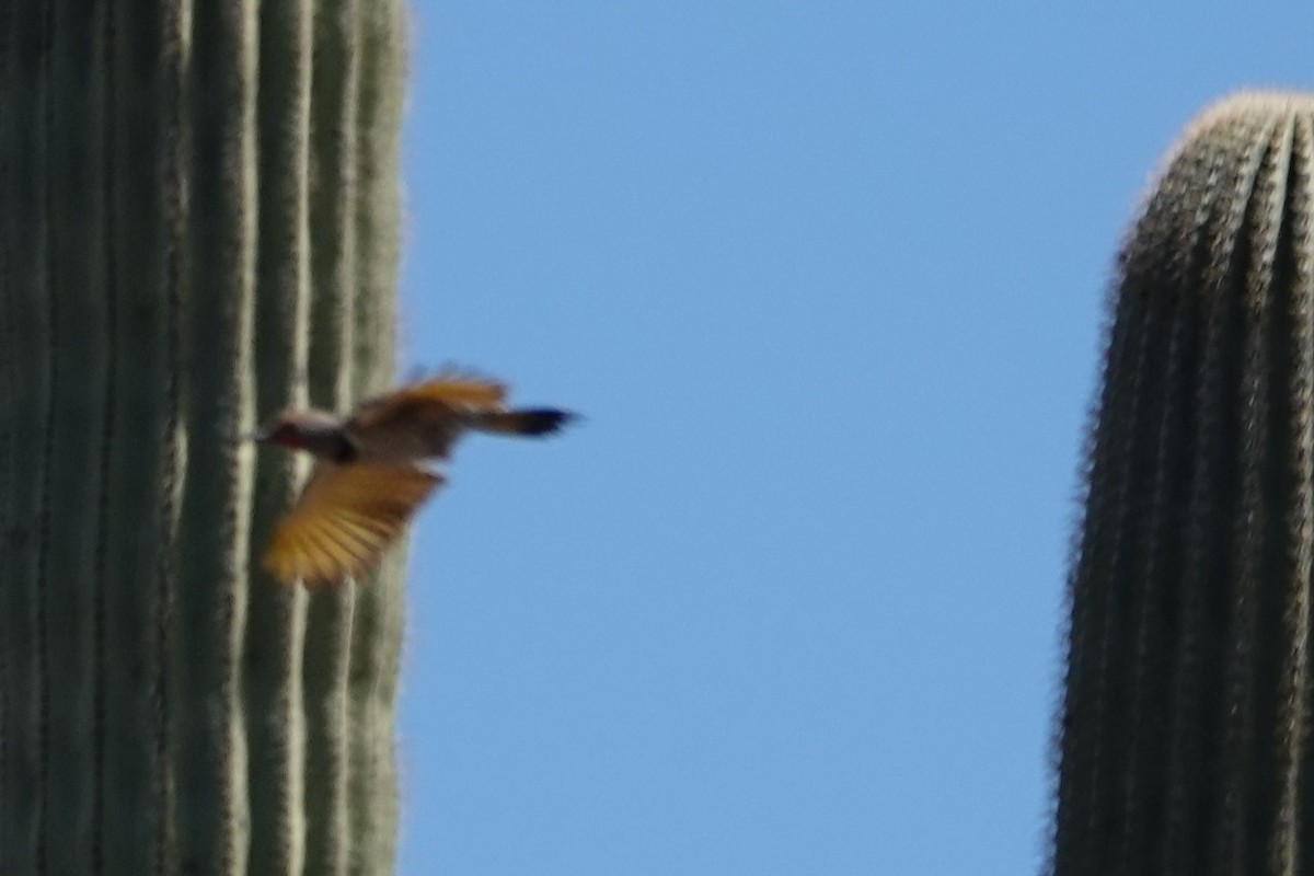 Gilded Flicker - Melissa Johnson