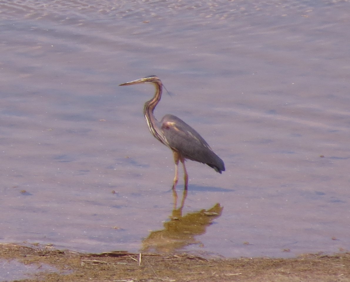 Purple Heron - ML617519747