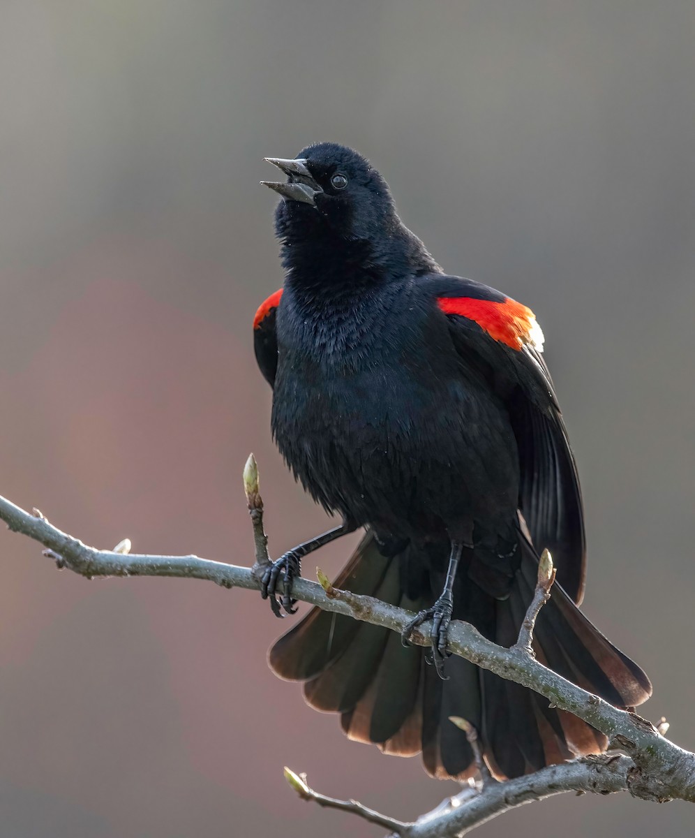 Red-winged Blackbird - Chris Dobre
