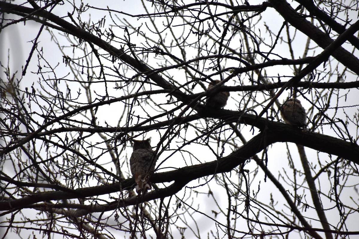 Great Horned Owl - ML617519764