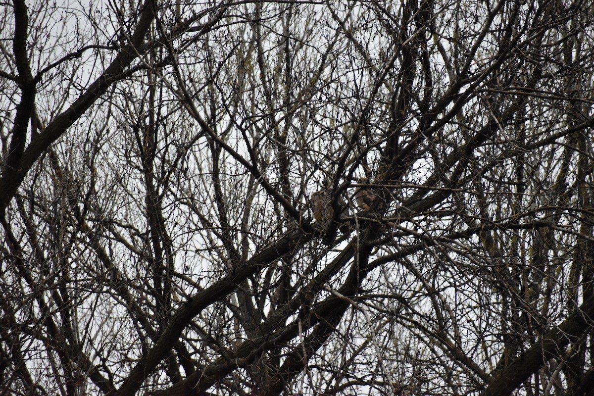 Great Horned Owl - ML617519765