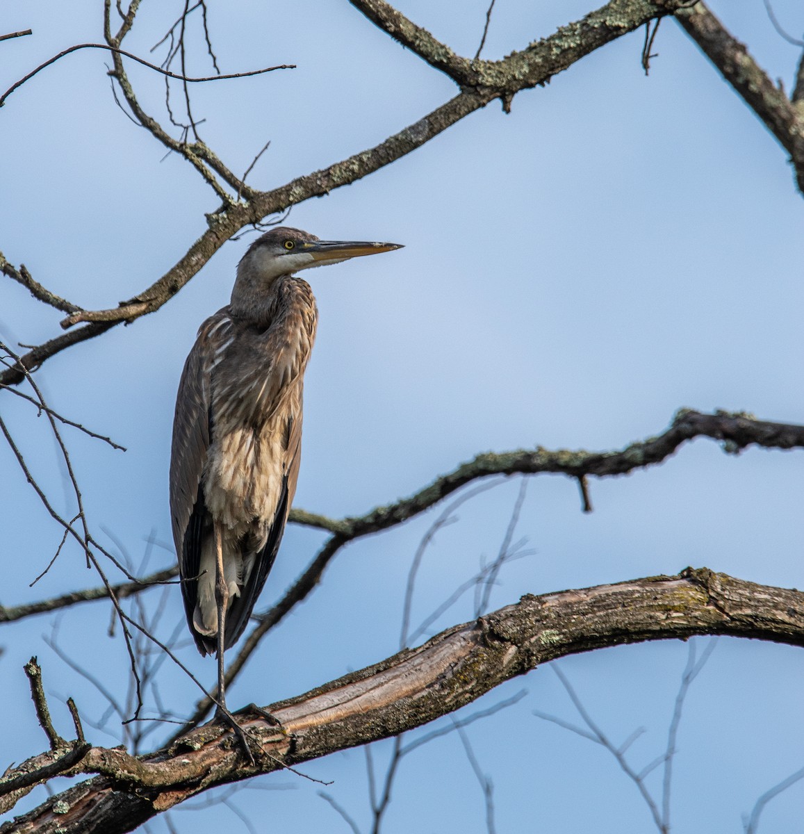 Great Blue Heron - ML617519801