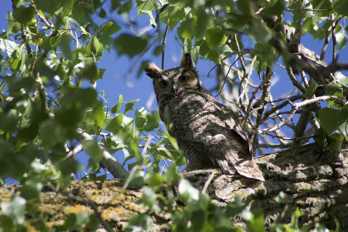 Great Horned Owl - ML617519804