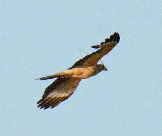 Yellow-headed Caracara - ML617519813